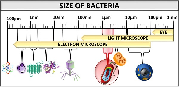 Bacteria Introduction And Size Plantlet