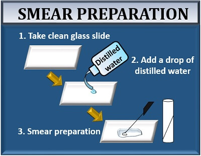 smear preparation