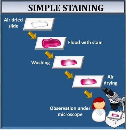 give the causes of error in simple staining procedure