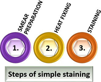 steps of simple staining