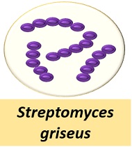 streptomyces griseus