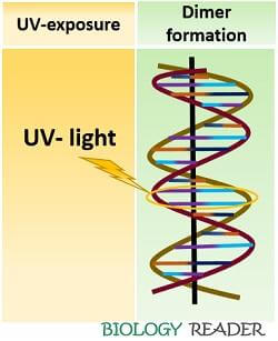 DNA dimer caused by UV