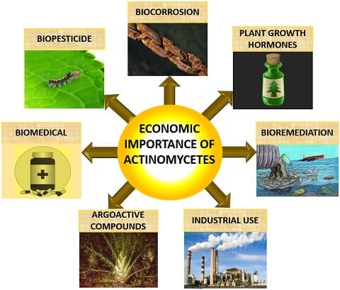 economic importance of actinomycetes