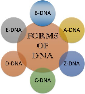 forms of DNA