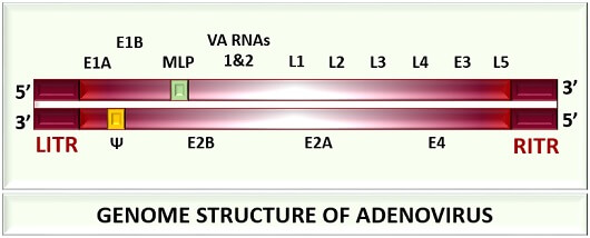 genome organization