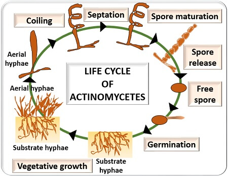 life cycle of actinomycetes