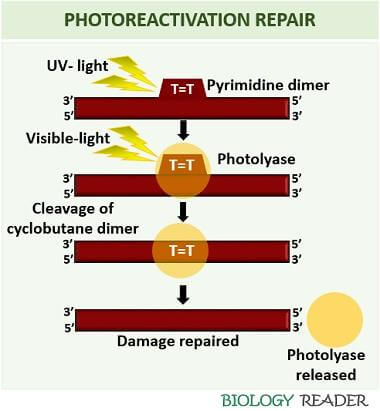 process of photoreactivation repair