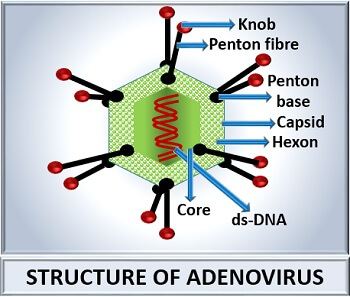 structure of adenovirus