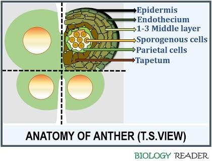 Anatomy of anther