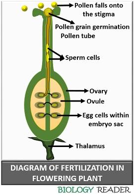 Diagram of fertilization in flower