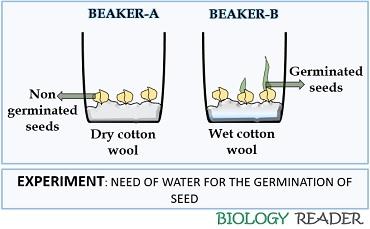 NECESSITY OF WATER FOR GERMINATION
