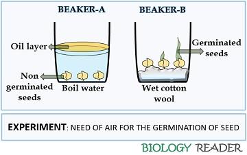 Necessity of oxygen for germination of plant