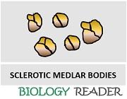 Sclerotic medlar bodies