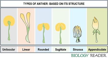 anther types based on its structure