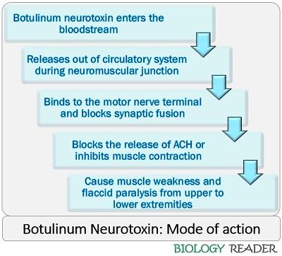botulinum neurotoxin