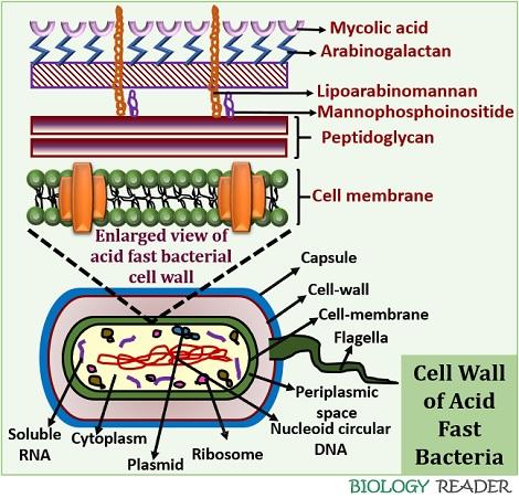 cell wall of acid fast bacteria