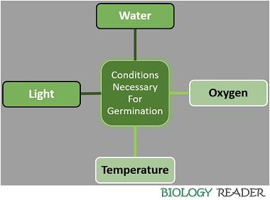 conditions necessary for germination