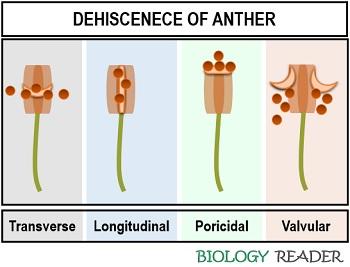 dehiscence of anther