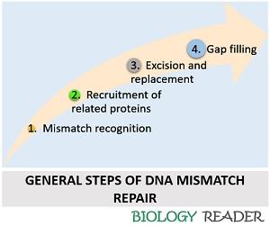 verdieping Partina City synoniemenlijst What is DNA Mismatch Repair? Definition, Types & Steps - Biology Reader