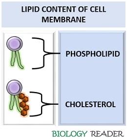 lipid content of phospholipid cell membrane