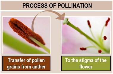 process of pollination