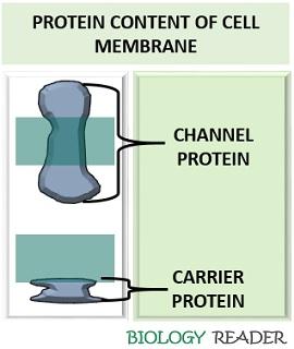 protein content of phospholipid cell membrane