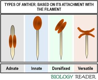 types of anther based on filament attachment