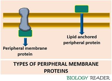 types of peripheral proteins