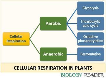 What is Respiration in Plants? Definition, Cycle, Process, Types, &  Mechanism - Biology Reader