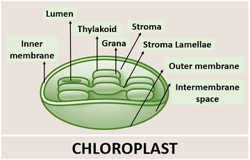Diagram showing Chloroplast