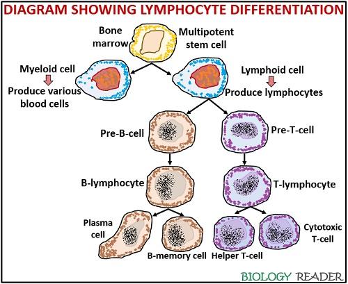 Lymphocyte differentiation