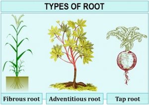 root taproot lateral consists branched
