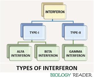 Types of interferon