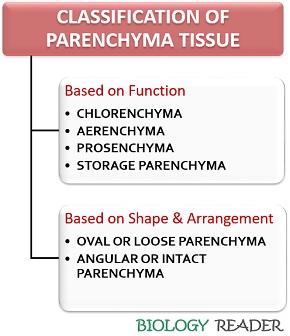 classification of parenchyma tissue