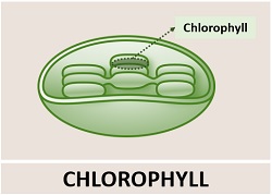diagram showing chlorophyll