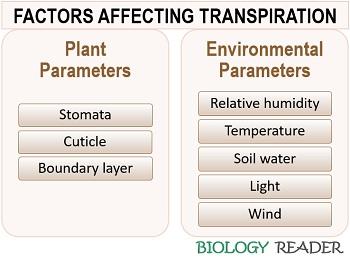 factors affecting transpiration