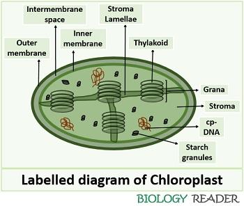 A cup shaped chloroplast is seen in