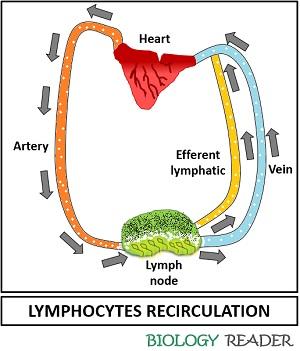 lymphocyte recirculation