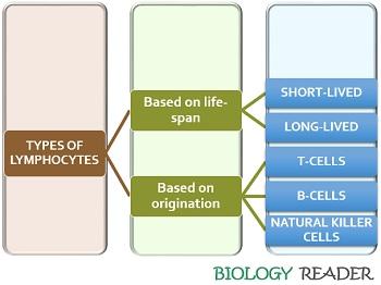 lymphocytes Types