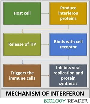 mechanism of interferon