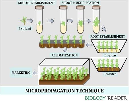micropropagation method