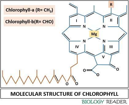 molecular structure of chlorophyll