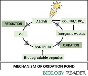 oxidation pond mechanism