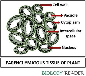 parenchyma cells in plants