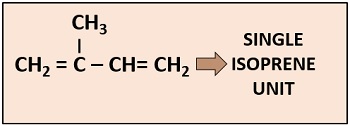 single isoprene unit