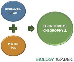 structure of chlorophyll