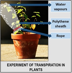 transpiration experiment