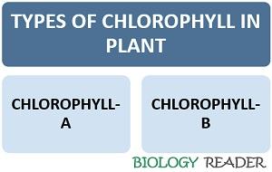 types of chlorophyll in plant