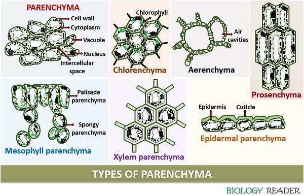 types of parenchyma tissue in plants