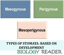types of stomata based on development